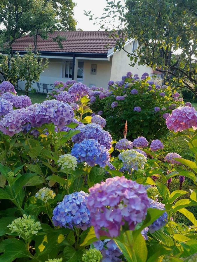 Cvjetni Apartmani Cetinje Exterior foto